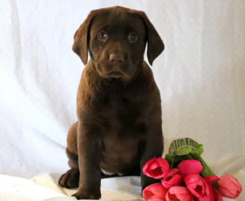Sasha Chocolate Lab