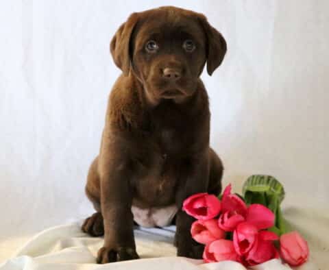 Savena Chocolate Lab