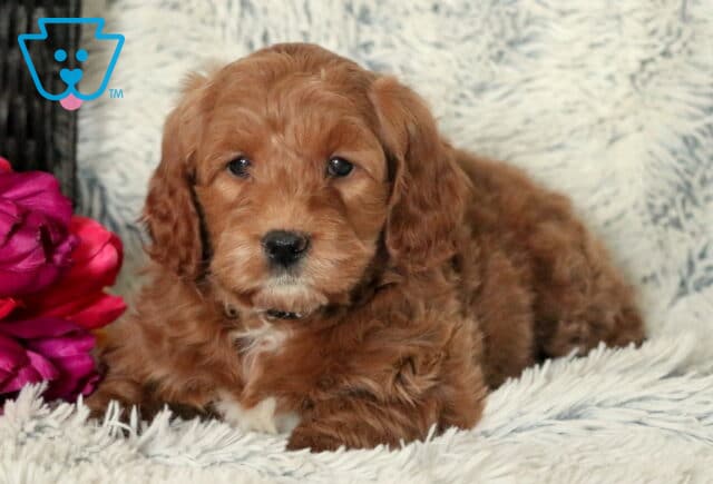 Sebastian Mini Goldendoodle image