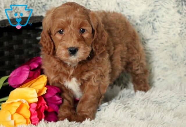 Sebastian Mini Goldendoodle2 image