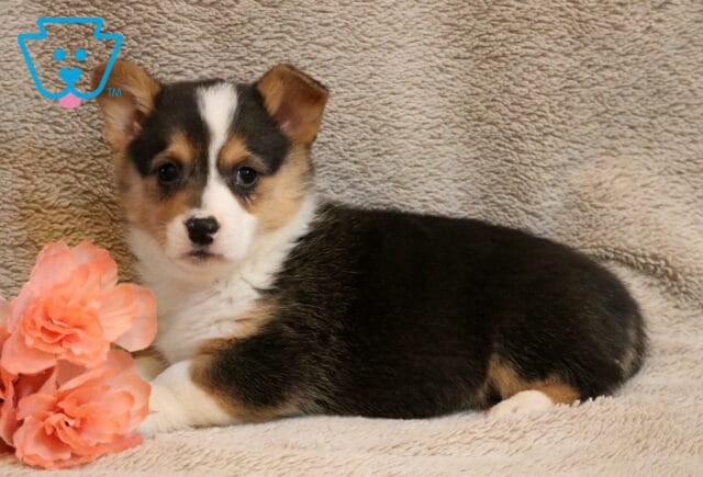 Shelby Corgi image
