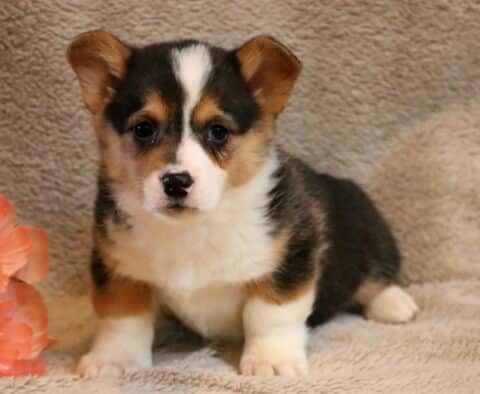 Shelby Corgi2