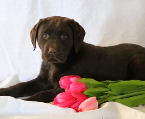 Simon Chocolate Lab