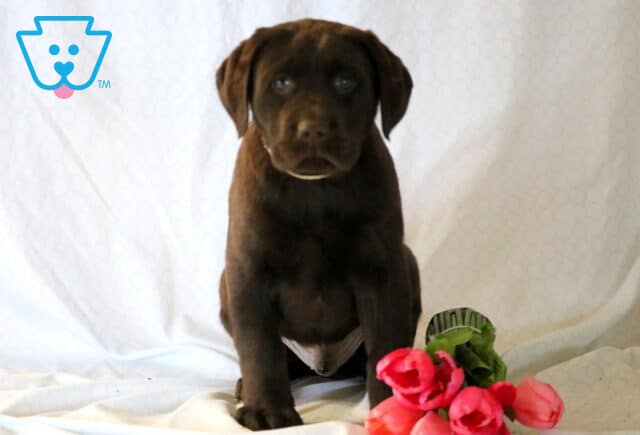 Simon Chocolate Lab2 image