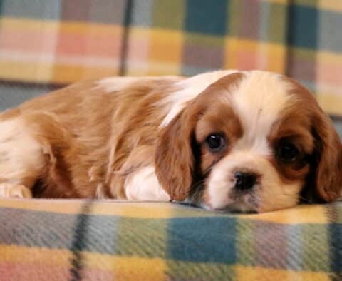 Skyler Cavalier2