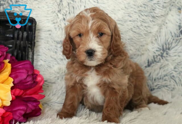 Slugger Mini Goldendoodle image