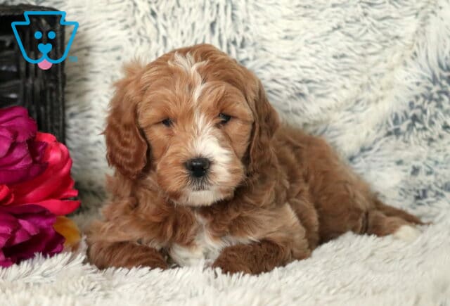 Slugger Mini Goldendoodle2 image