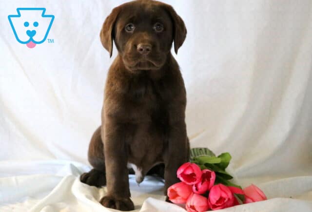 Solomon Chocolate Lab image