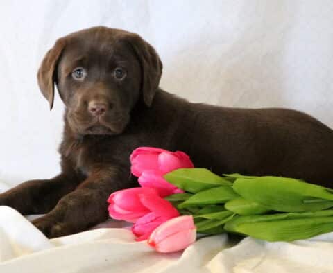 Solomon Chocolate Lab2