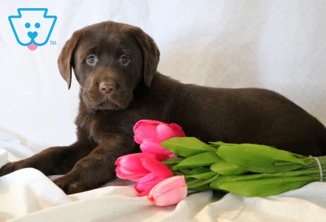 Solomon Chocolate Lab2 image