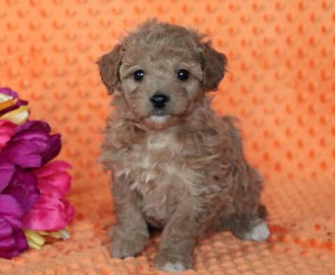 Sophie Bichpoo