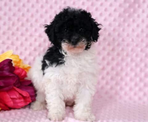 Sophie Poodle Mix