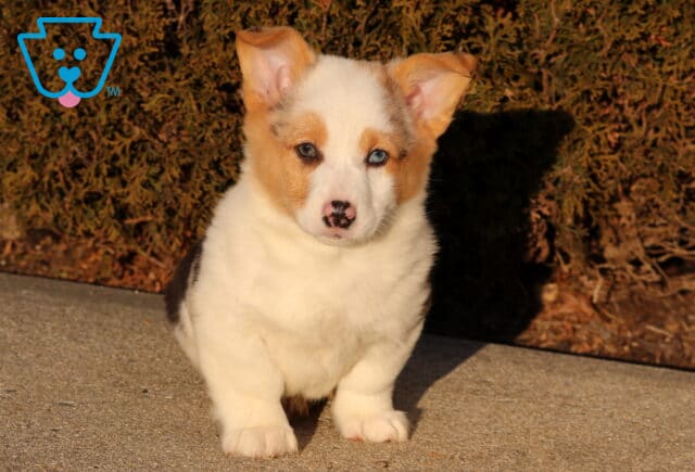 Sparky Corgi Retake3 image