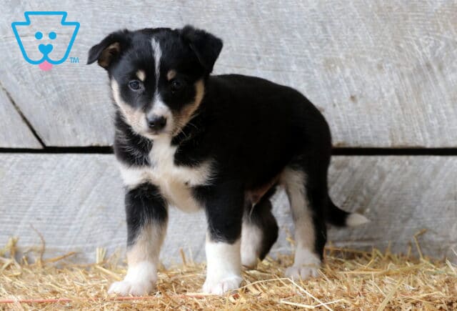 Spike Aussie Mix image
