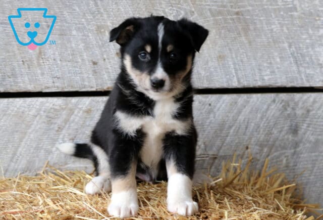 Spike Aussie Mix2 image