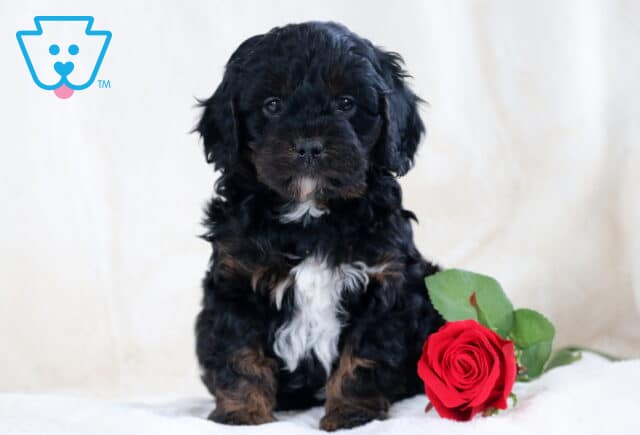 Sport Cavapoo image