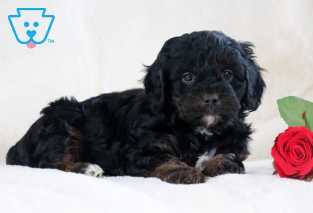 Sport Cavapoo2 image