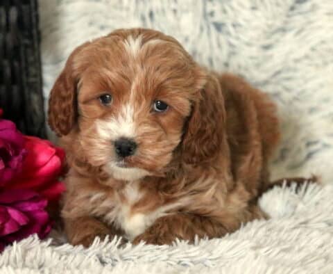 Spring Mini Goldendoodle