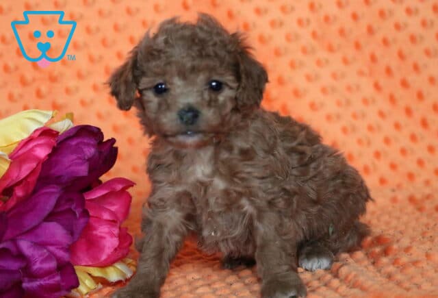 Stan Bichpoo image