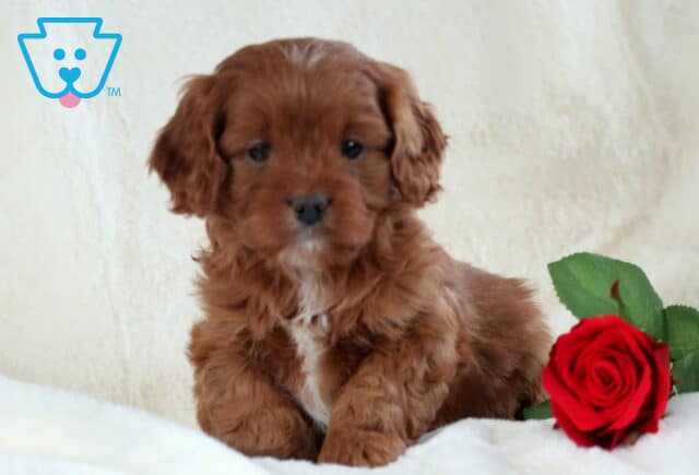 Stanley Cavapoo image