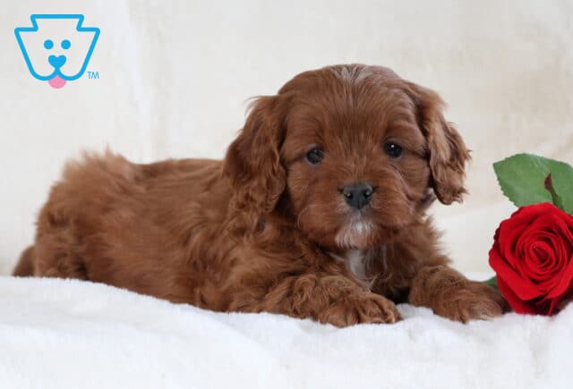 Stanley Cavapoo2 image