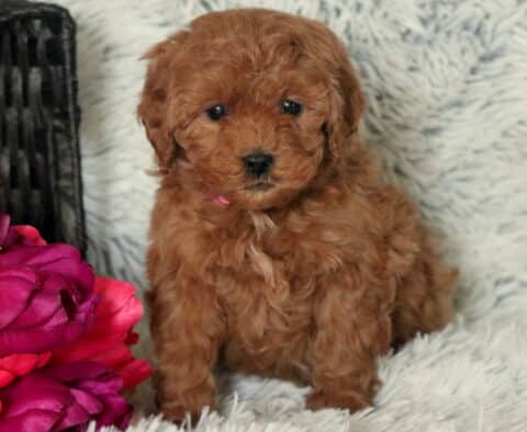 Star Mini Goldendoodle