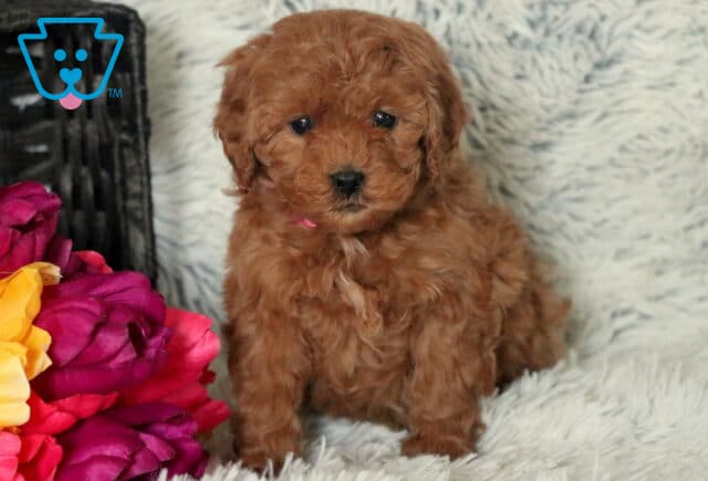 Star Mini Goldendoodle image