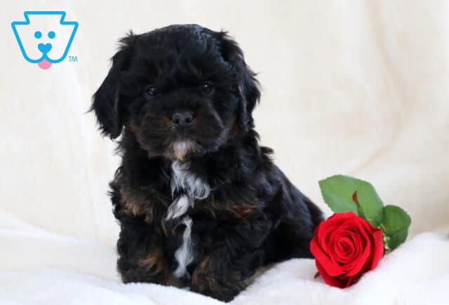 Stewie Cavapoo image
