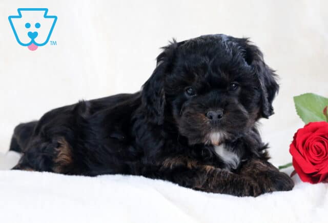 Stewie Cavapoo2 image