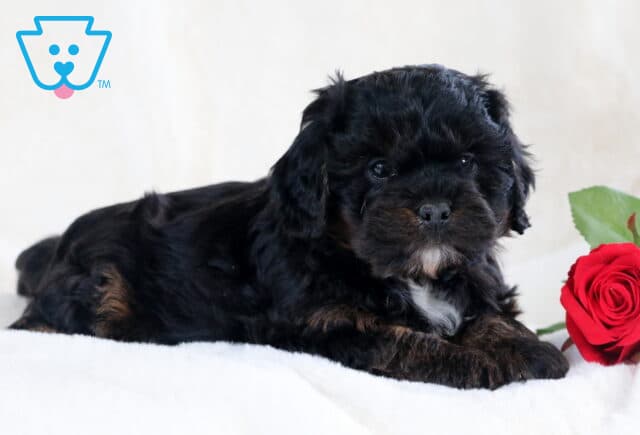 Stewie Cavapoo3 image