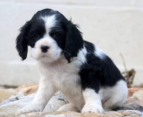 Storm Cocker Spaniel