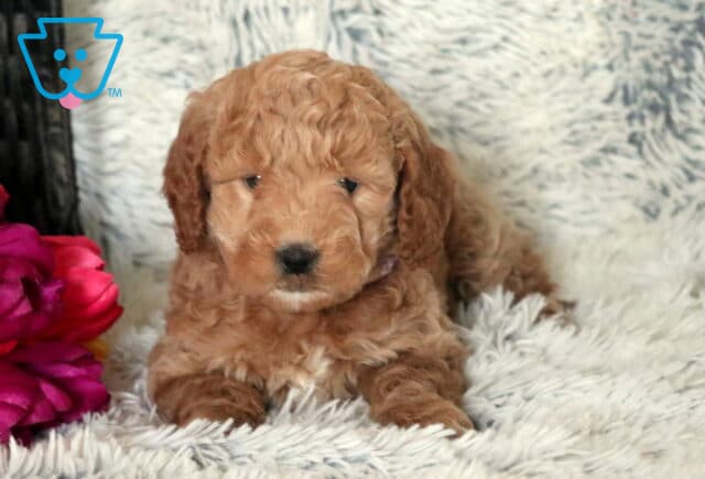 Stormi Mini Goldendoodle image
