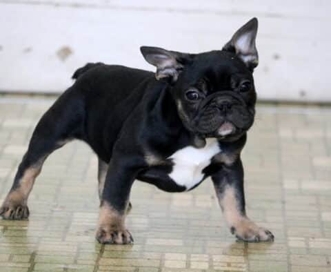 Stubby Frenchie Retake