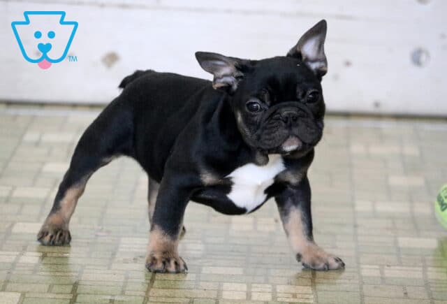 Stubby Frenchie Retake image
