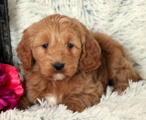 Summer Mini Goldendoodle2
