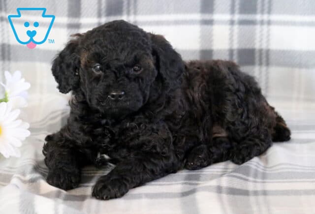 Teddy Mini Poodle image