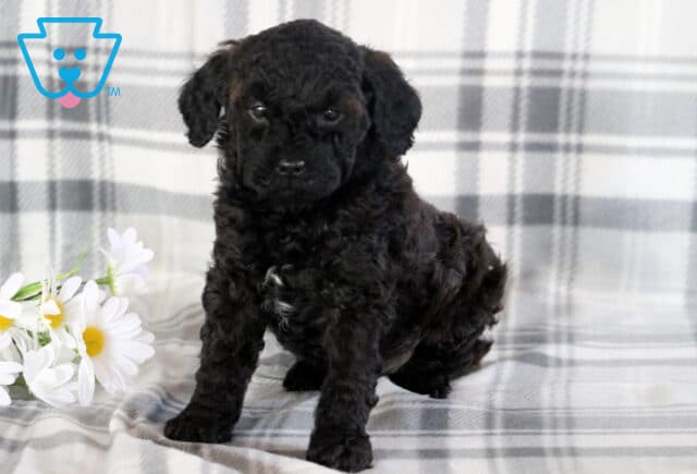 Teddy Mini Poodle2 image