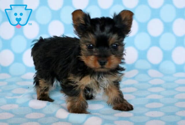 Theo Yorkie image