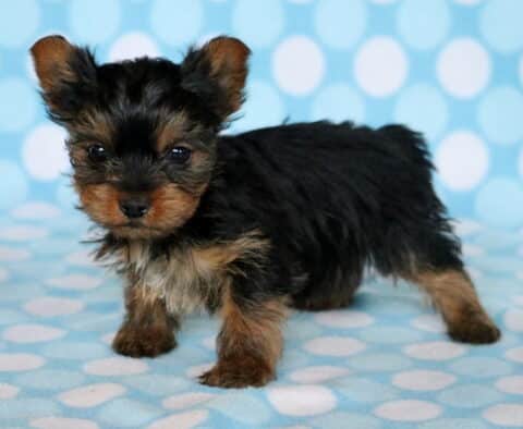 Theo Yorkie2