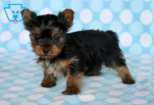 Theo Yorkie2 image