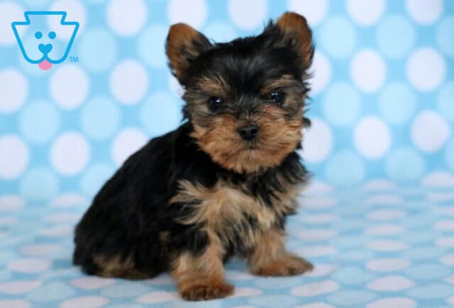 Tike Yorkie image