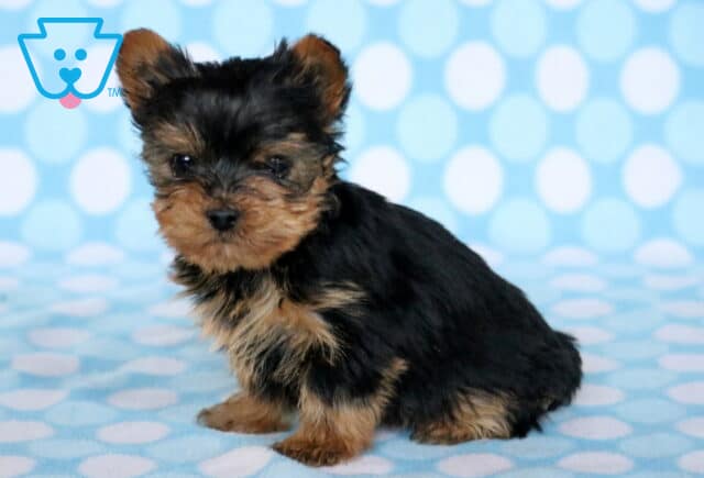 Tike Yorkie2 image