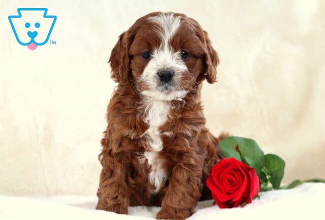 True Cavapoo image