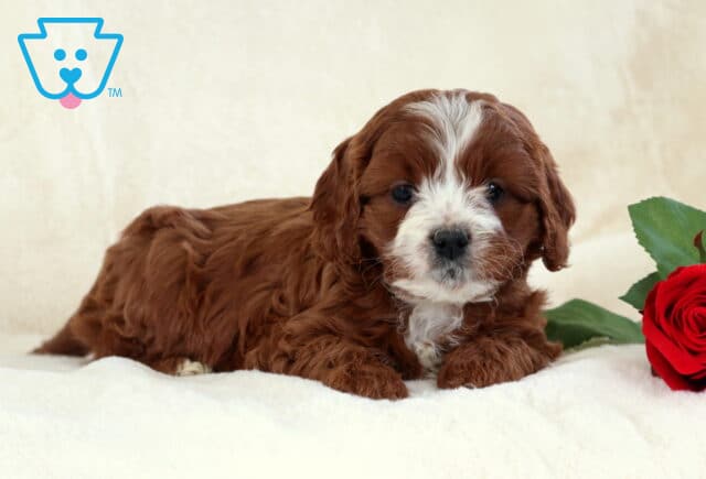 True Cavapoo2 image
