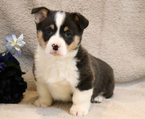 Tucker Corgi