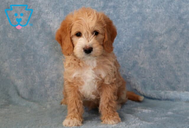 Turbo Mini Goldendoodle image