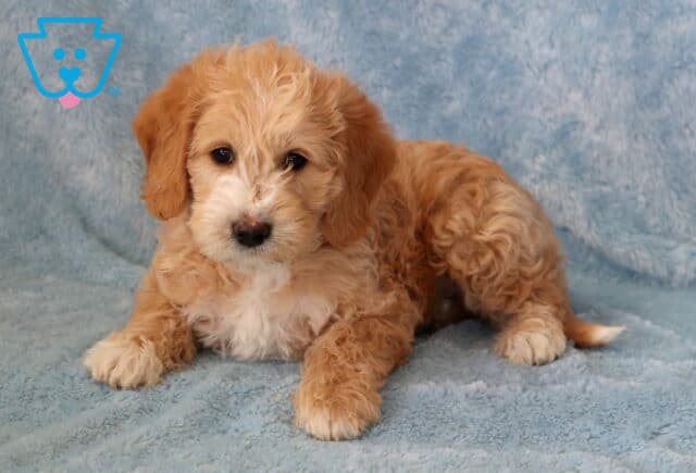 Turbo Mini Goldendoodle2 image