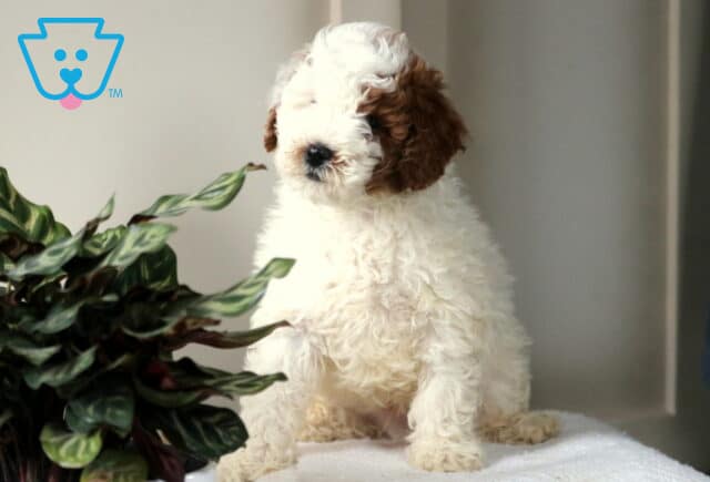 Walter Mini Poodle image