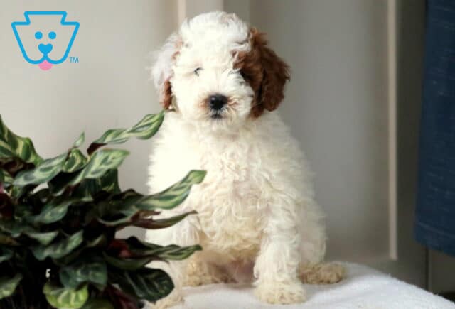 Walter Mini Poodle2 image