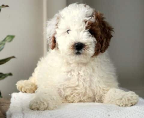 Walter Mini Poodle3